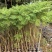 蓝花楹庭院绿植自家基地直供量大价格优惠