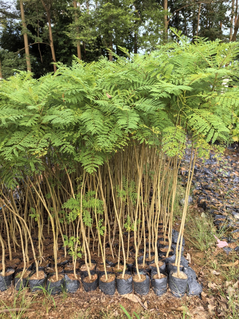 蓝花楹庭院绿植自家基地直供量大价格优惠