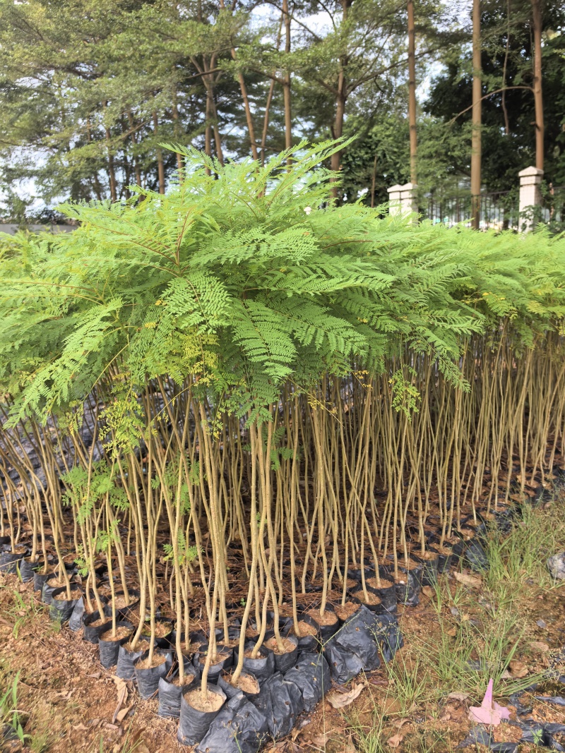 蓝花楹庭院绿植自家基地直供量大价格优惠