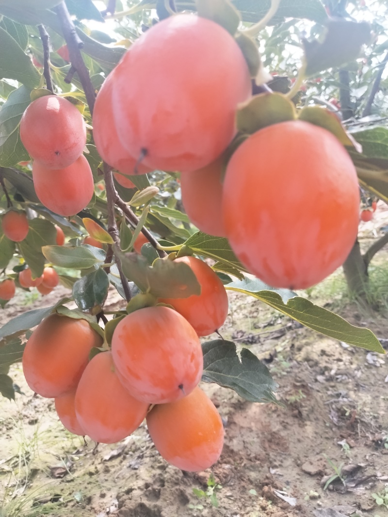吊红，火葫芦，杨丰柿子量大优先品质好