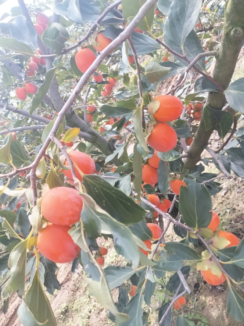 吊红，火葫芦，杨丰柿子量大优先品质好