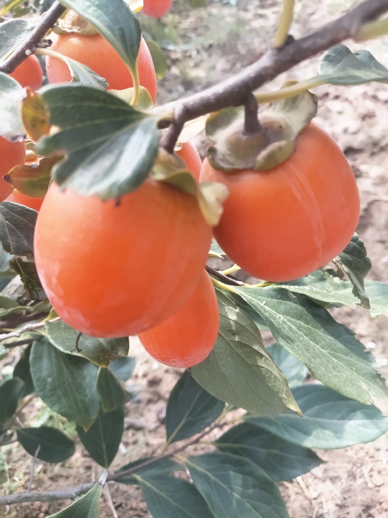 吊红，火葫芦，杨丰柿子量大优先品质好