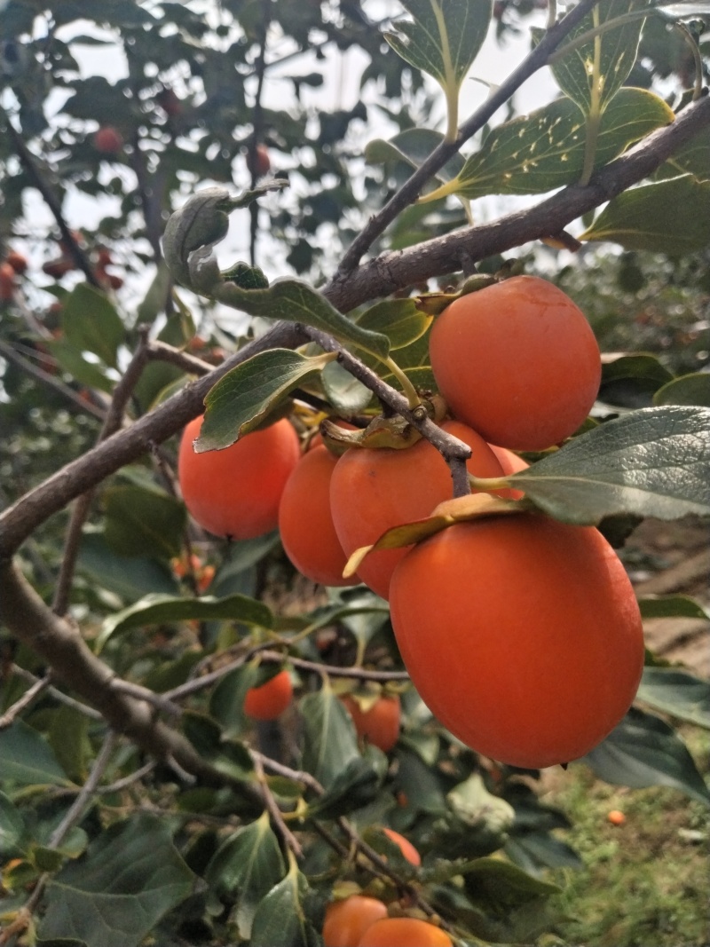 吊红，火葫芦，杨丰柿子量大优先品质好