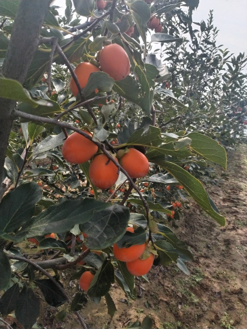 吊红，火葫芦，杨丰柿子量大优先品质好