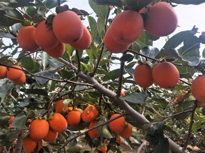 吊红，火葫芦，杨丰柿子量大优先品质好