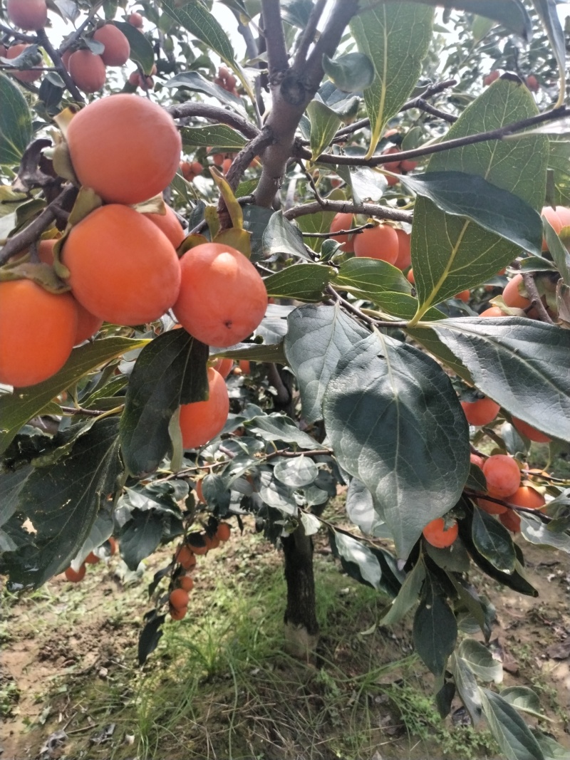 吊红，火葫芦，杨丰柿子量大优先品质好