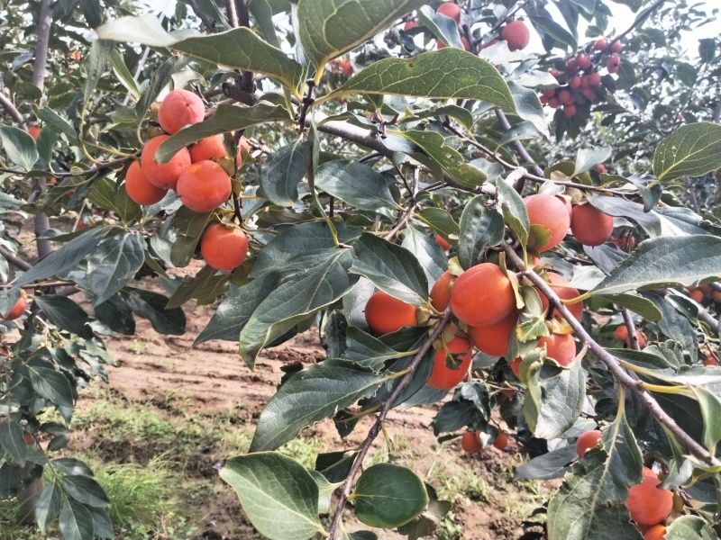 吊红，火葫芦，杨丰柿子量大优先品质好