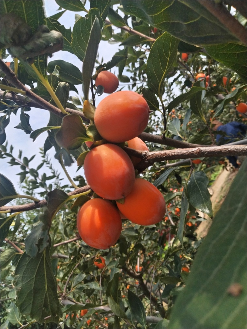 吊红，火葫芦，杨丰柿子量大优先品质好