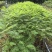 蓝花楹庭院绿植自家基地直供量大价格优惠