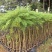 蓝花楹庭院绿植自家基地直供量大价格优惠