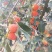 吊红，火葫芦，杨丰柿子量大优先品质好
