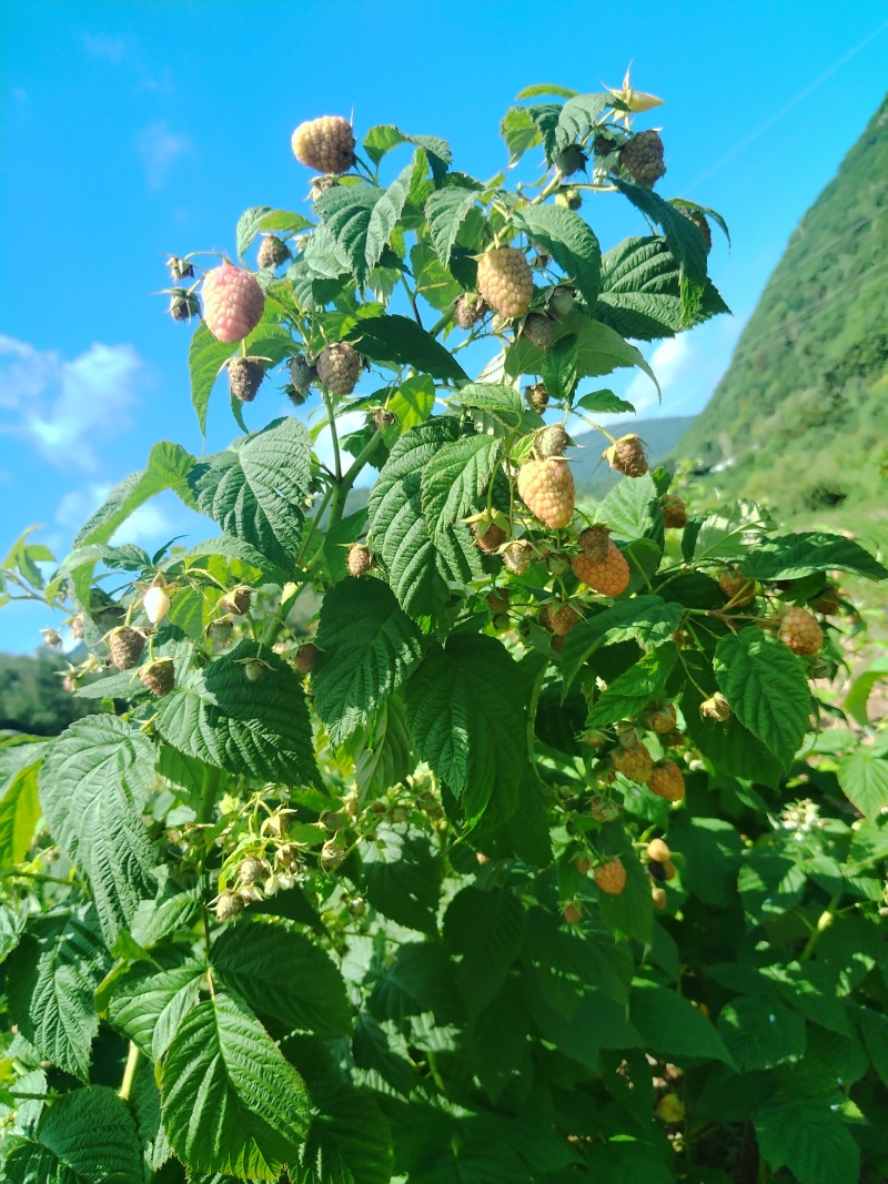 批发双季红树莓苗波尔卡秋萍秋褔红钻19号