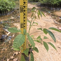 紫花风铃绿化苗木自家基地自产自销量大价格优惠
