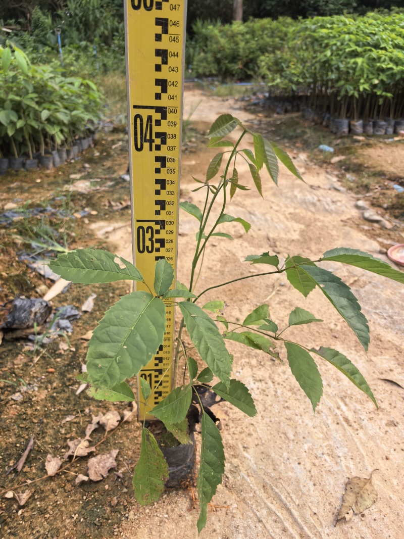 紫花风铃绿化苗木自家基地自产自销量大价格优惠