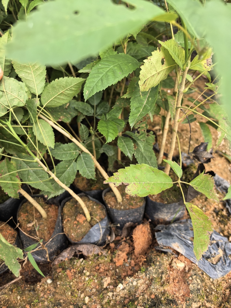 紫花风铃绿化苗木自家基地自产自销量大价格优惠