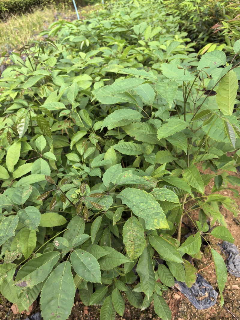 紫花风铃绿化苗木自家基地自产自销量大价格优惠