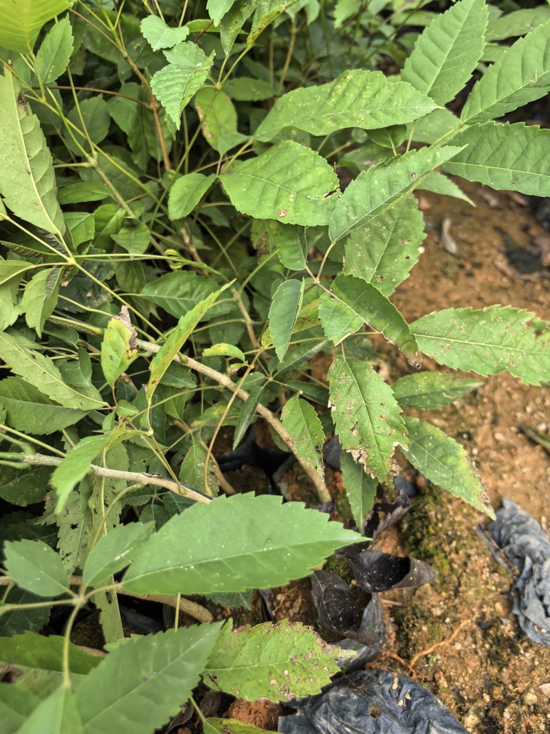 紫花风铃绿化苗木自家基地自产自销量大价格优惠