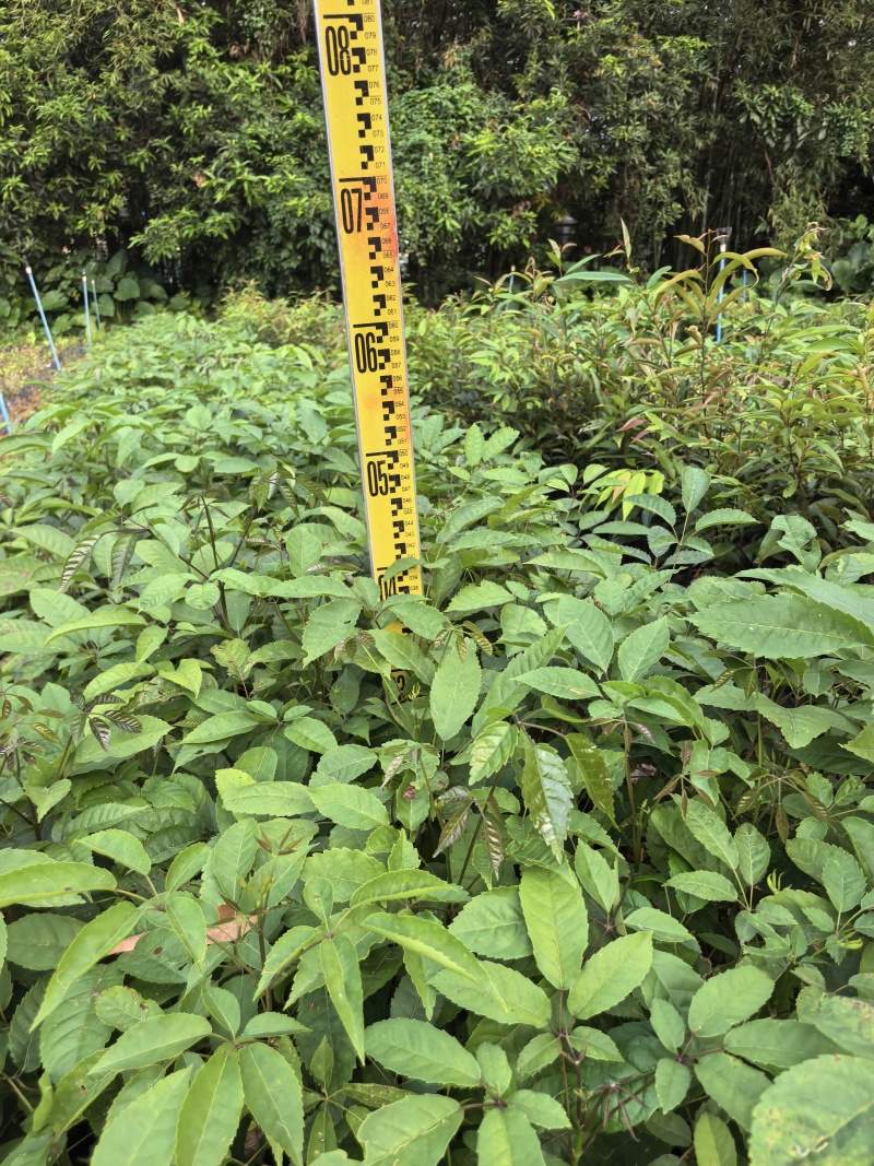 紫花风铃绿化苗木自家基地自产自销量大价格优惠