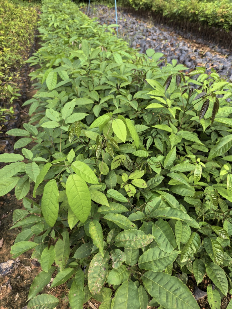 紫花风铃绿化苗木自家基地自产自销量大价格优惠