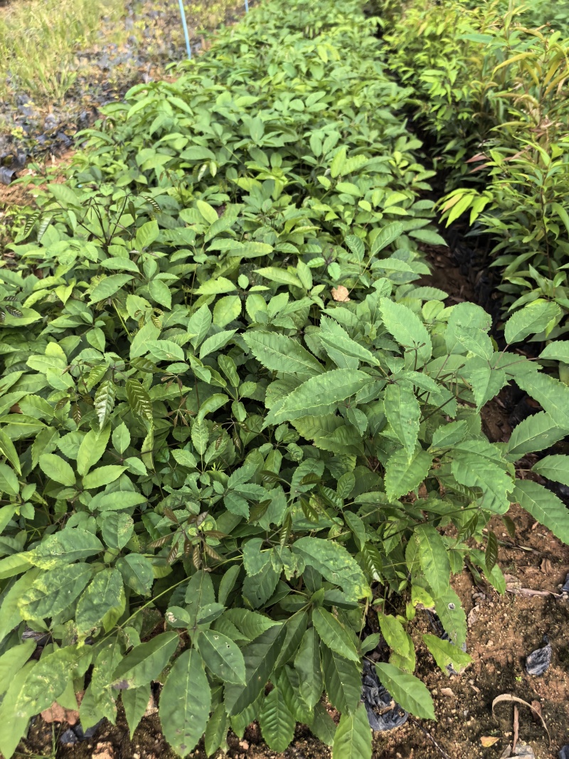 紫花风铃绿化苗木自家基地自产自销量大价格优惠