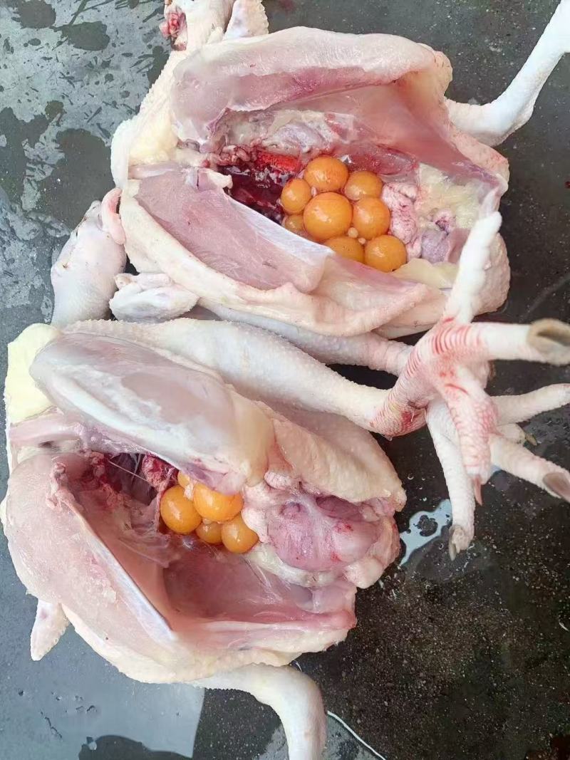 广东清远麻鸡