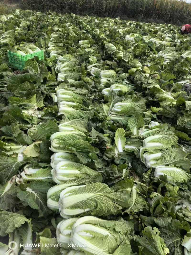 本人有400亩白菜，上车价7毛，需要的老板打电话联系