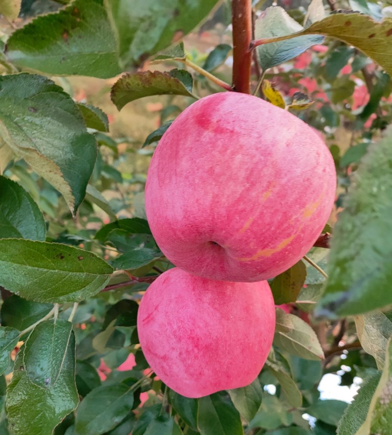 新寒富苹果
