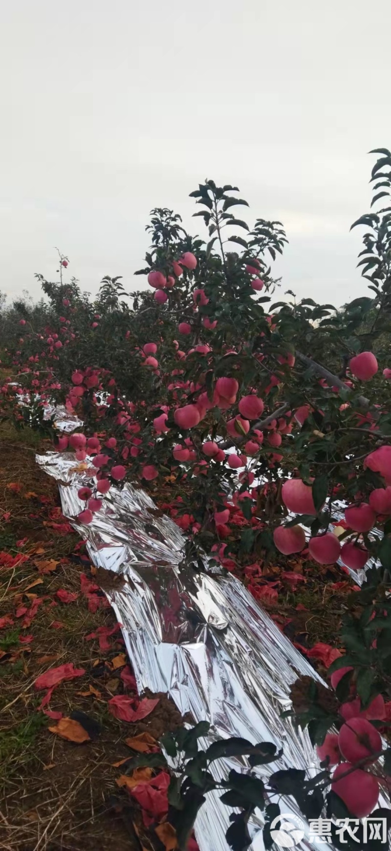 新寒富苹果