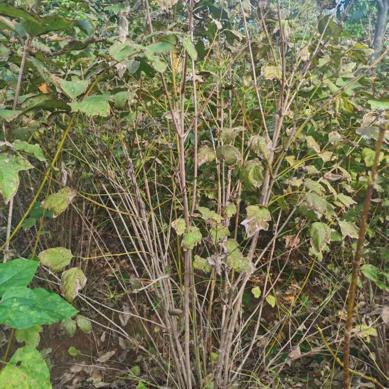 苗圃大量出售丛生海州常山
