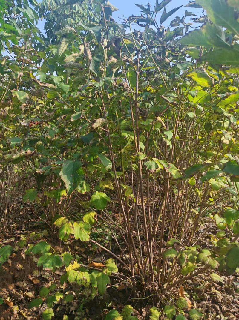 苗圃大量出售丛生海州常山