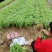 光杆茼蒿，河南西华大棚光杆茼蒿陆续上市。