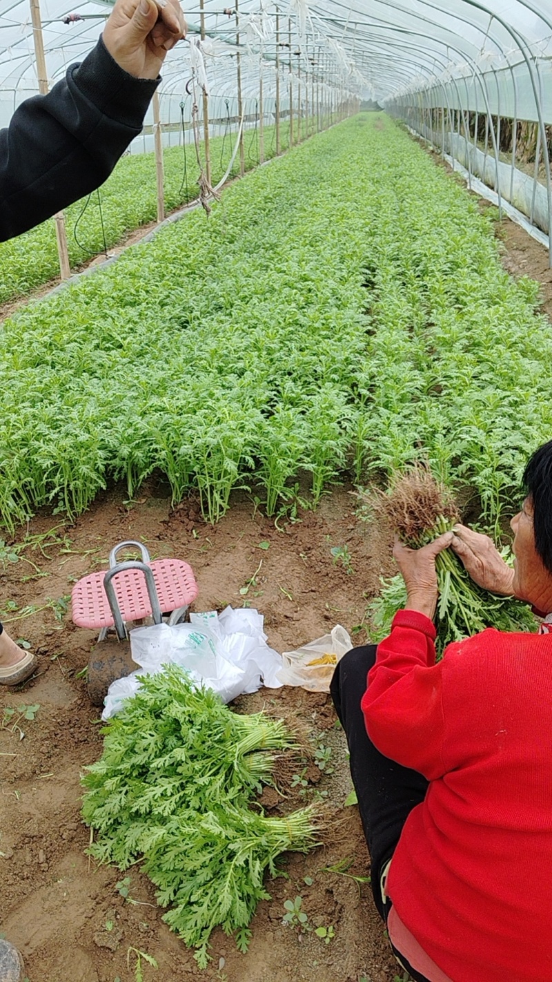 光杆茼蒿，河南西华大棚光杆茼蒿陆续上市。