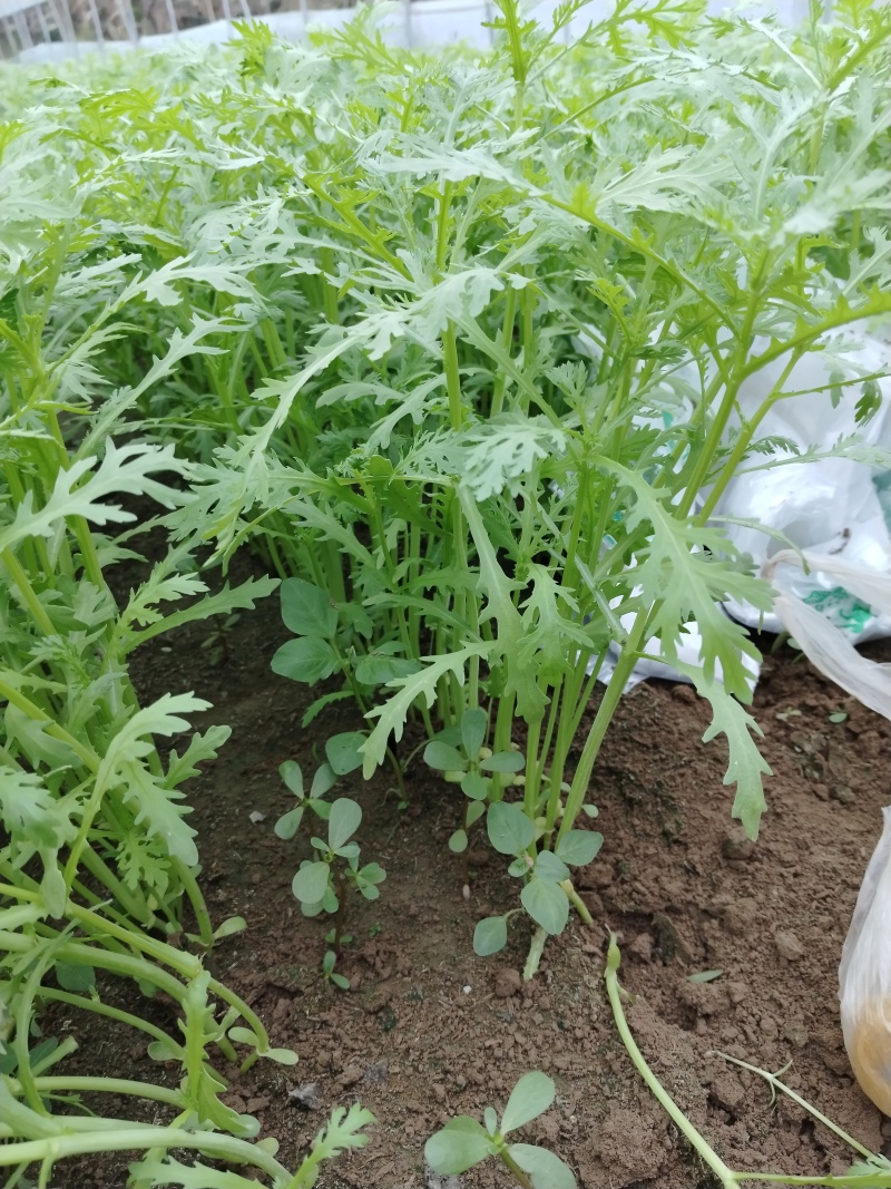 光杆茼蒿，河南西华大棚光杆茼蒿陆续上市。