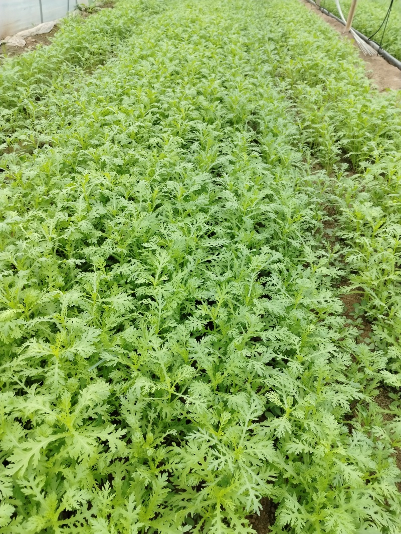 光杆茼蒿，河南西华大棚光杆茼蒿陆续上市。