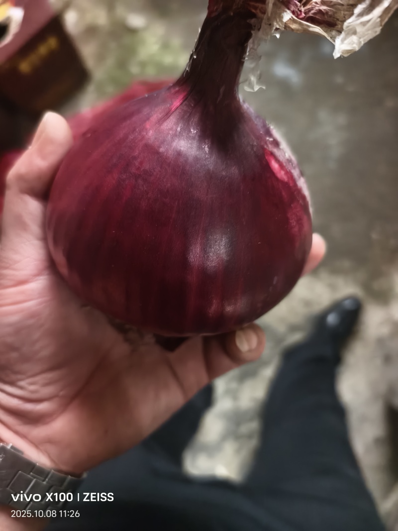 冷库精品紫葱，目前大量出货中，视频看货，质量**，