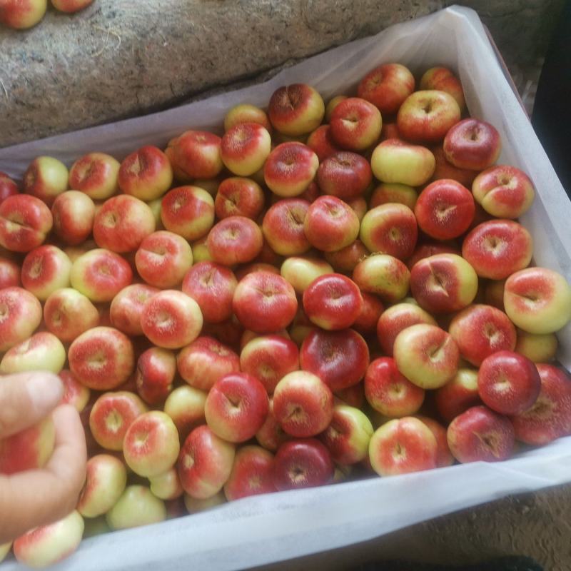 纽扣小油蟠桃大量上市，产地一手货源，有需要的老板抓紧联系