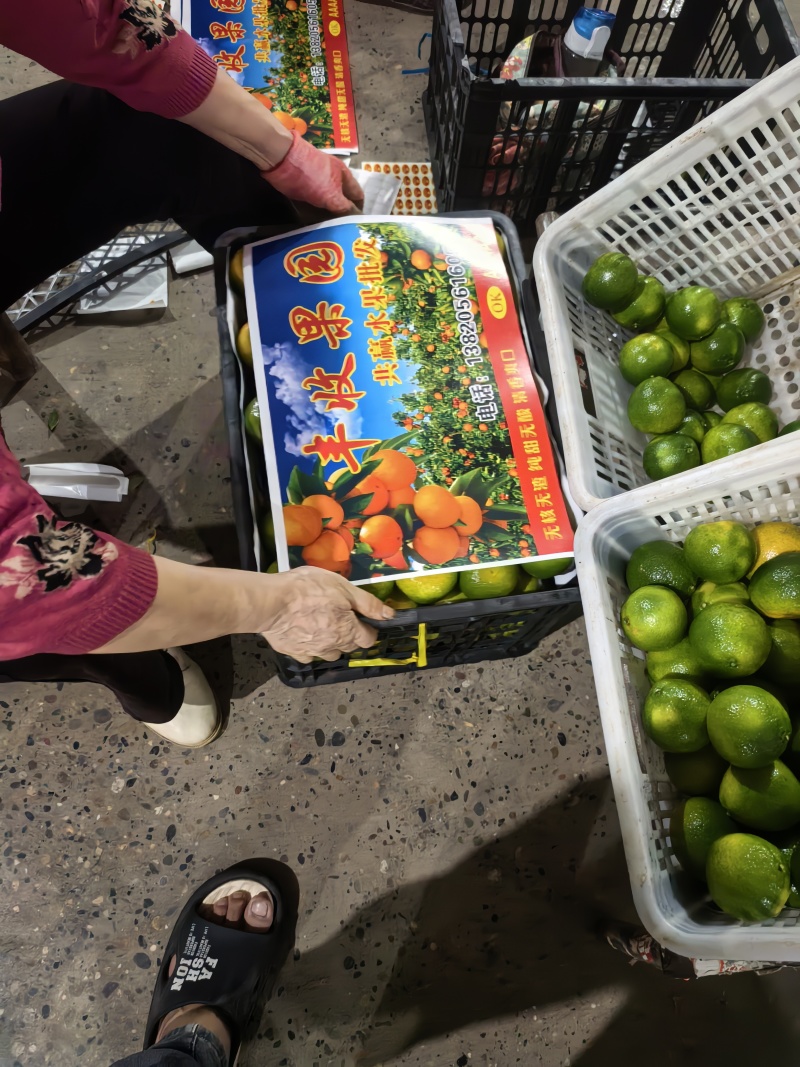湖北一手货源蜜橘清甜可口对接全国量大从优欢迎采购热卖中