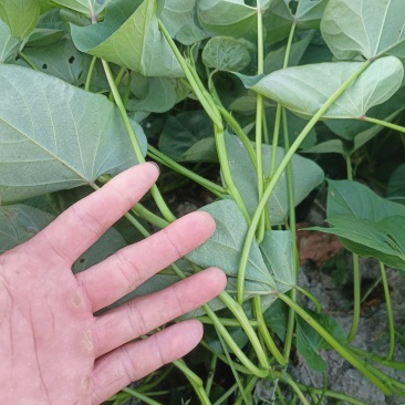 红薯苗心香优选品种，小香薯苗扩繁大田脱毒苗