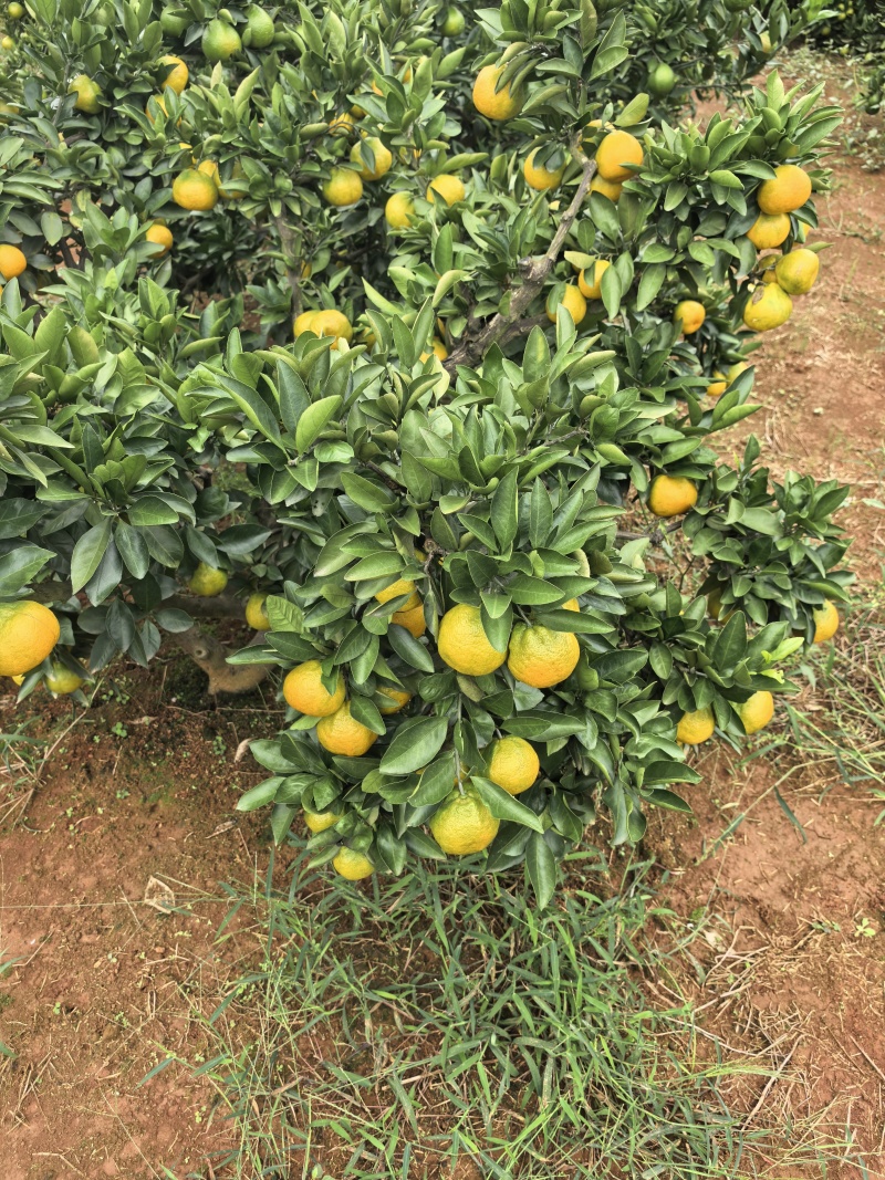 【实力供货】湖北蜜橘清甜可口价格美丽质量好走货快欢迎询价