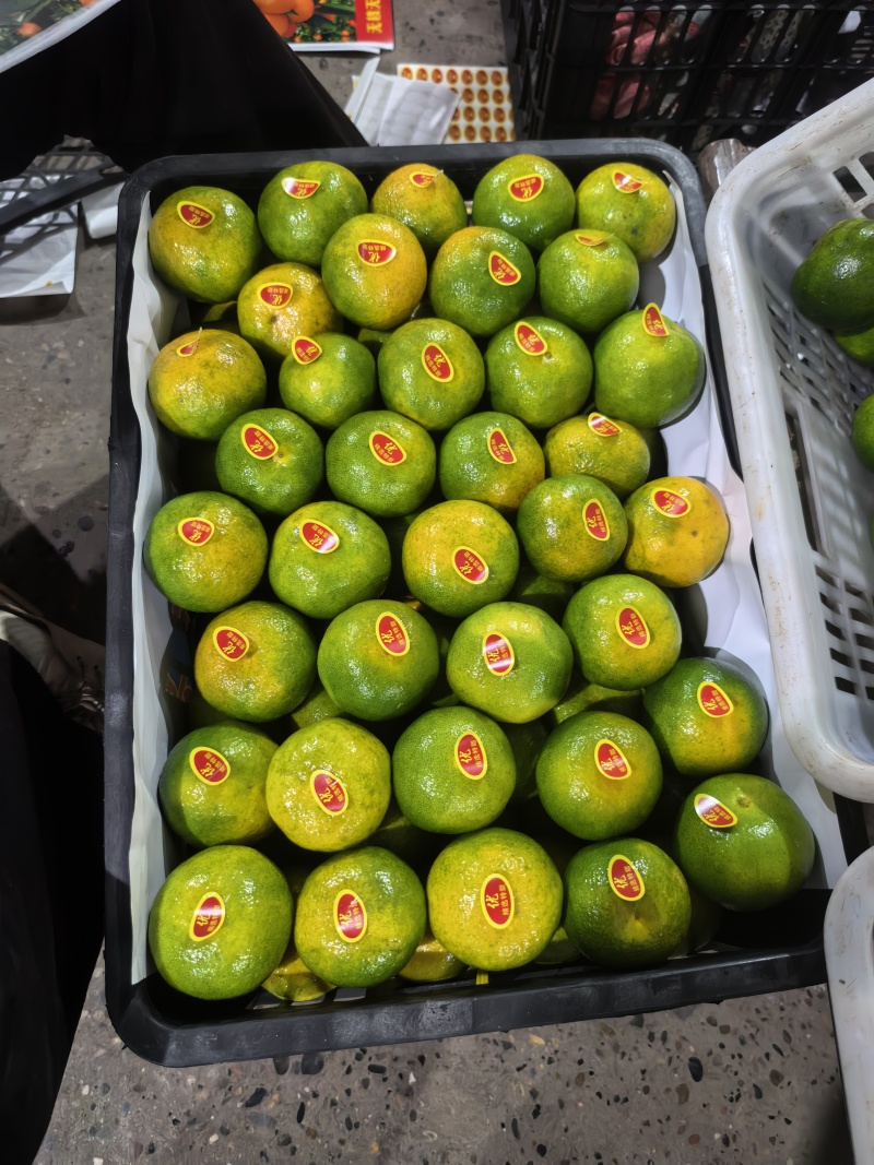 【实力供货】湖北蜜橘清甜可口价格美丽质量好走货快欢迎询价