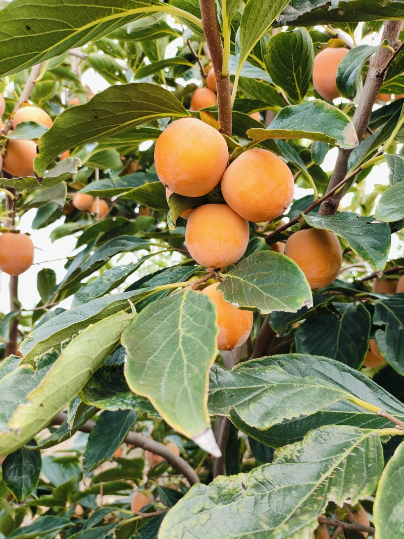 山西运城火葫芦柿子
