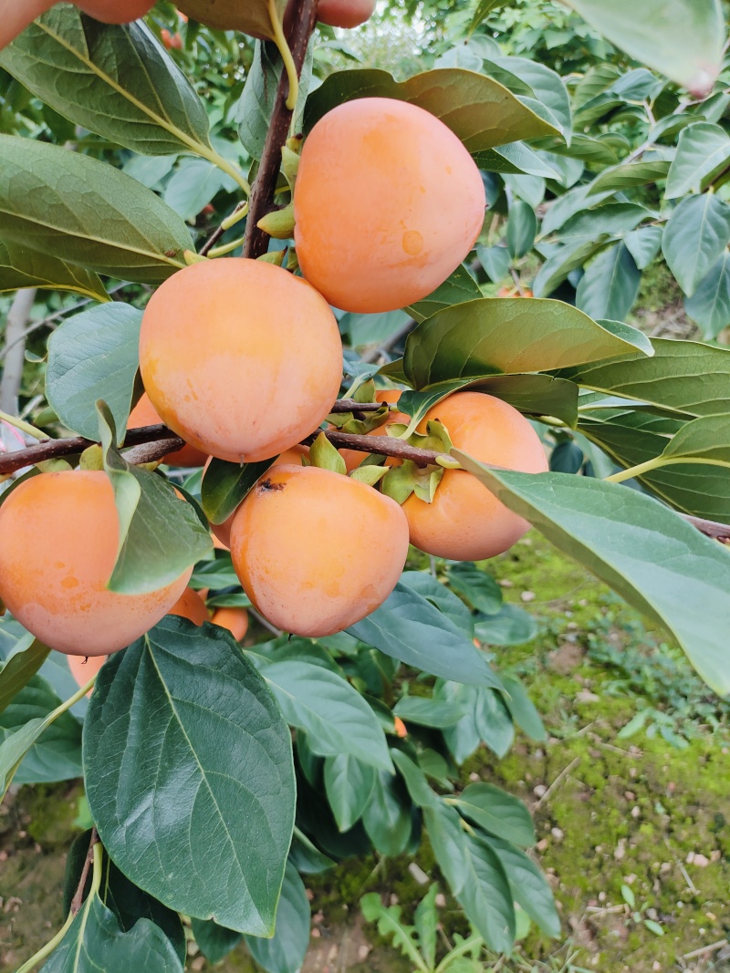 山西运城火葫芦柿子