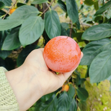 山西运城火葫芦柿子