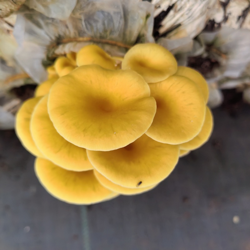 云南榆黄菇