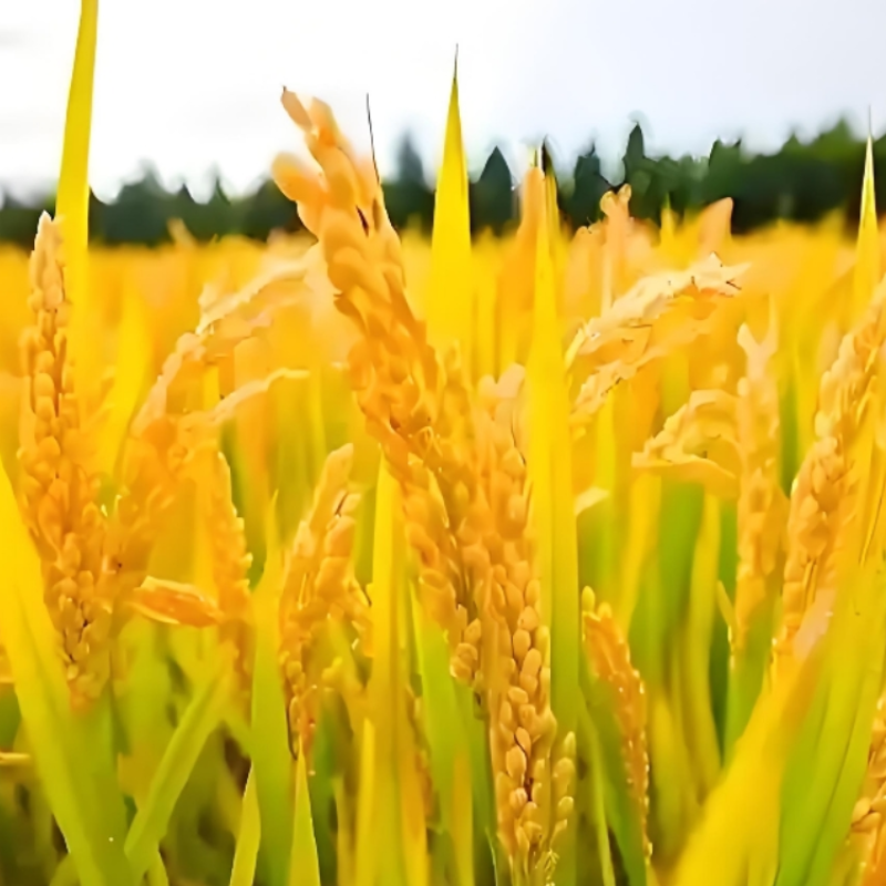 原味米糊熟大米粉冲泡即食代餐粉迷糊碳水健身速食成人现磨没