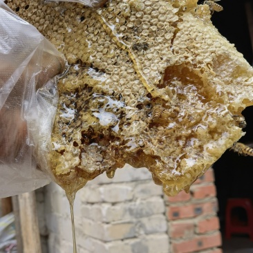 重庆海拔1300米的高山纯土蜂蜜