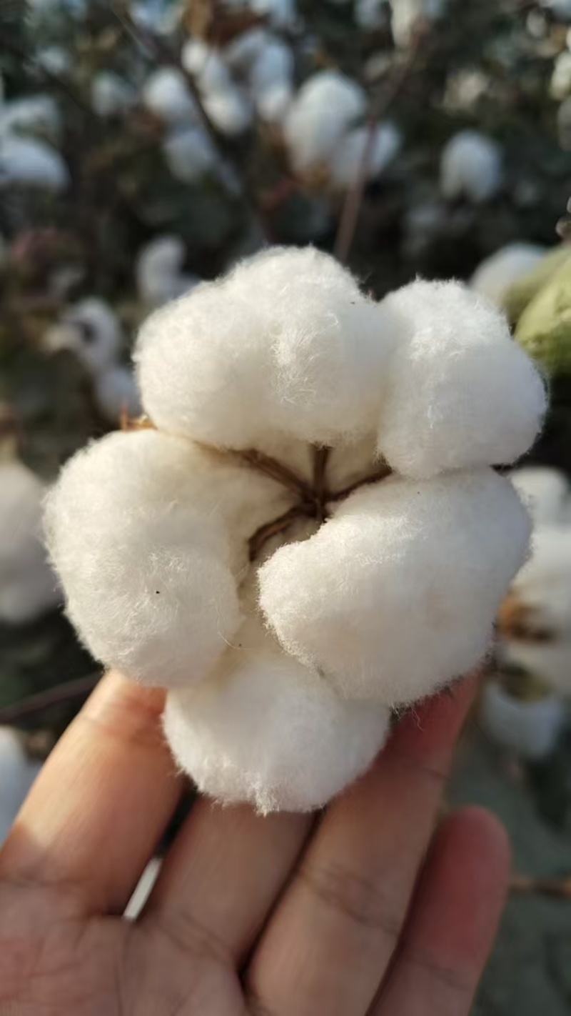 新疆棉花规格齐全自产自销货源充足可视频看货欢迎下单