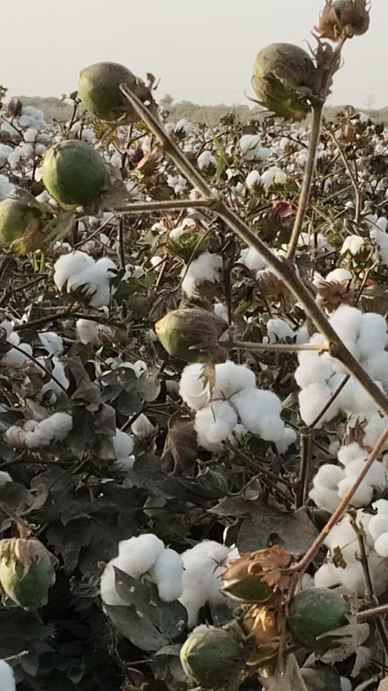 新疆棉花规格齐全自产自销货源充足可视频看货欢迎下单
