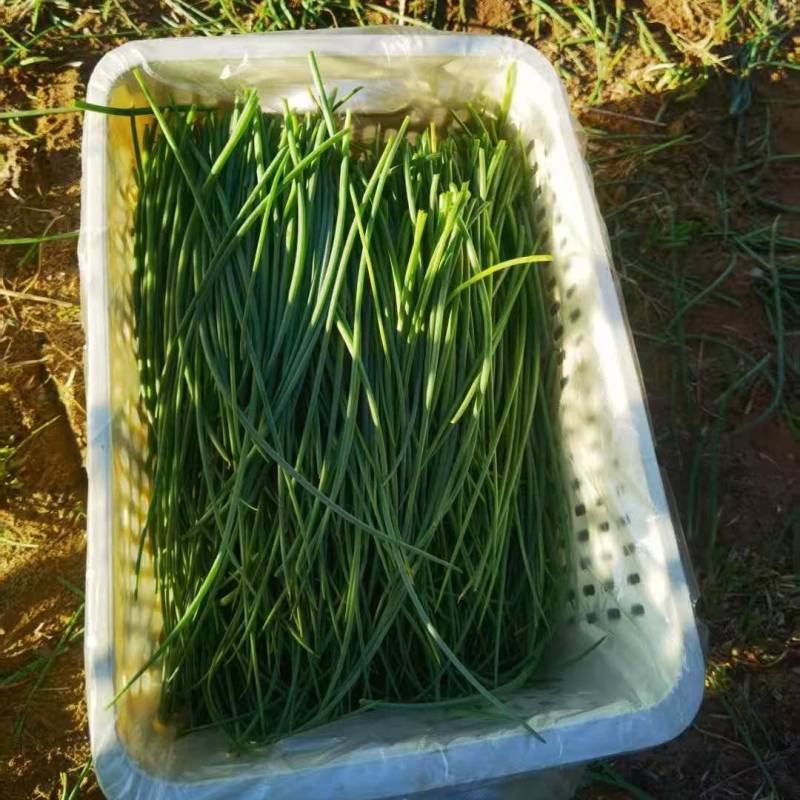 《畅销》陕西沙葱自家260亩种植基地直发对接全国