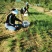 《畅销》陕西沙葱自家260亩种植基地直发对接全国